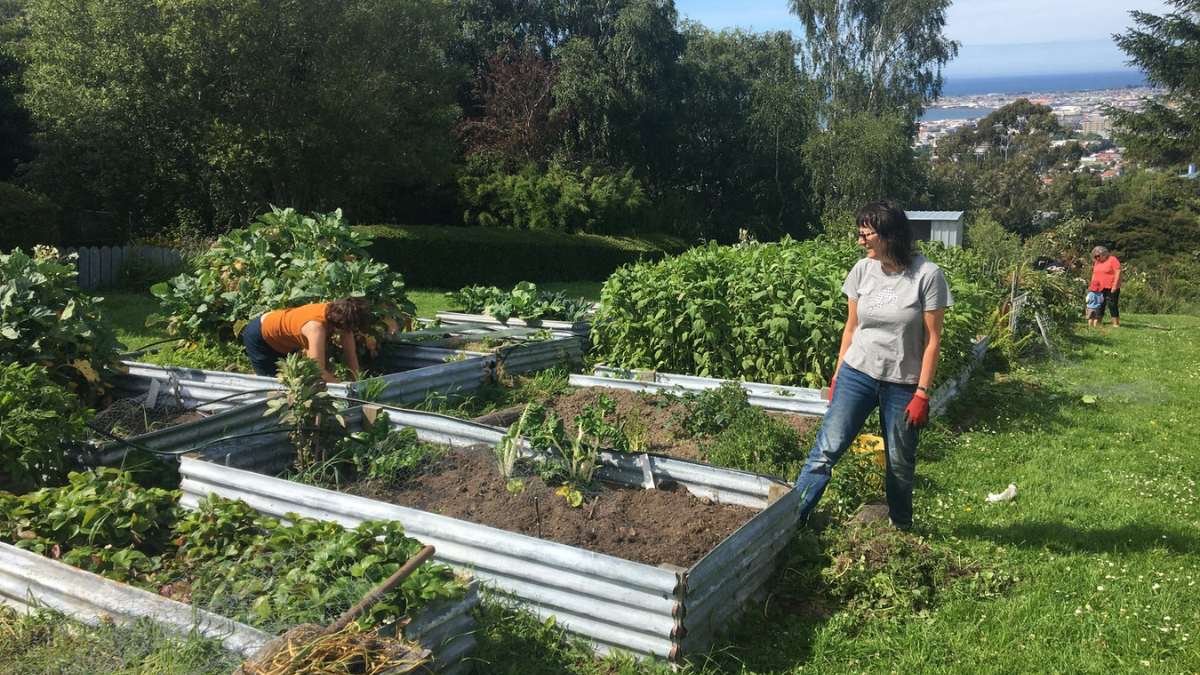 How Community Gardens Transform Urban Spaces And Promote Sustainability?