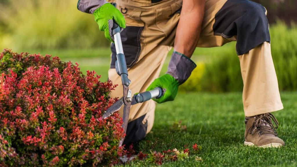 Garden Maintenance