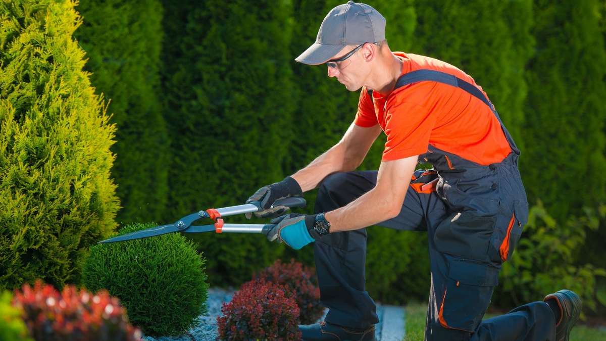 DIY Garden Care vs. Professional Services: Which Is Best For Your Garden?