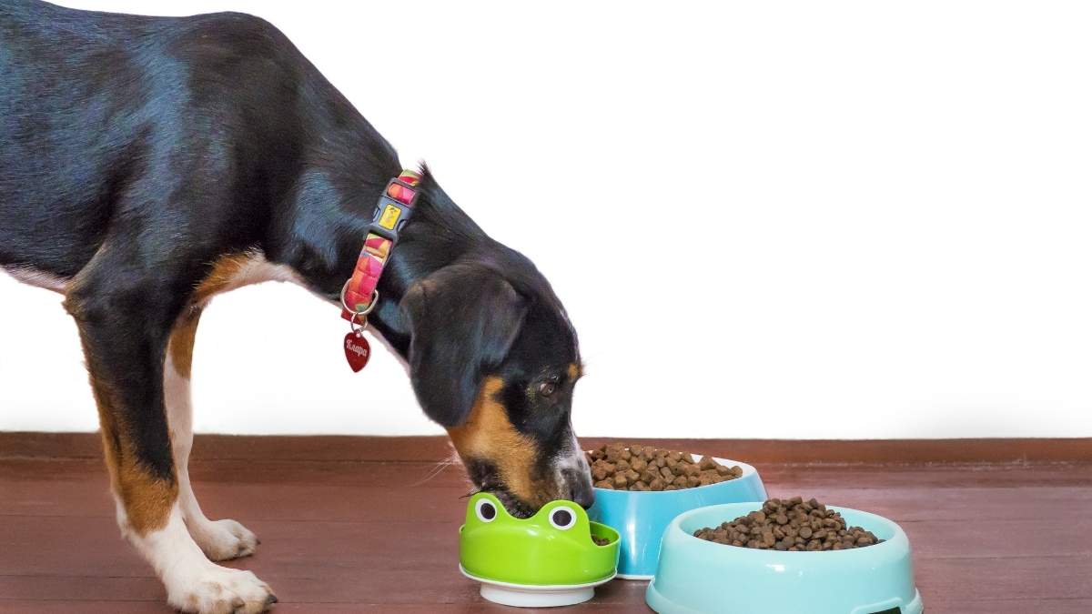 Unlocking The Secret To A Healthy Dog: The Benefits Of Pets Best Dog Food