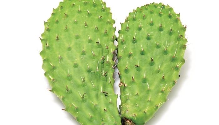 Cactus (Nopal)